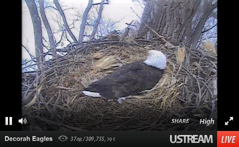 eagle_cam_decorah