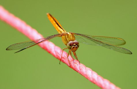 dragonfly.jpg