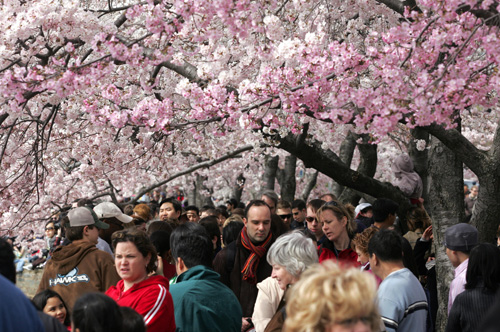 cherry_blossoms.jpg