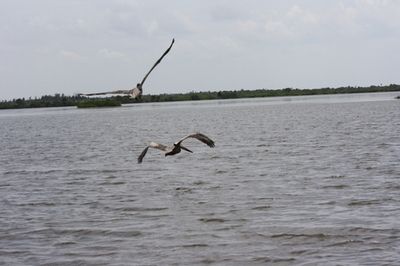 Pelicans_Released_06062010_4_.jpg