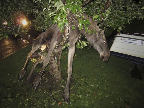 drunk_moose.jpg