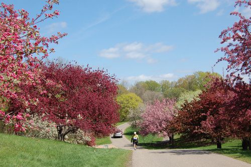 crapabpples_arboretum.jpg